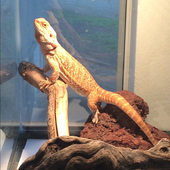 Meet your Posher, Monique - Picture 5 of 8